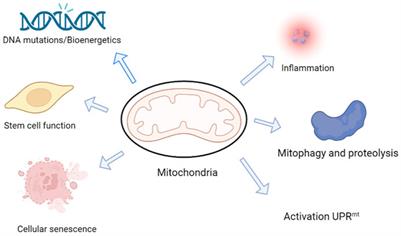 Natural products regulate mitochondrial function in cognitive dysfunction—A scoping review